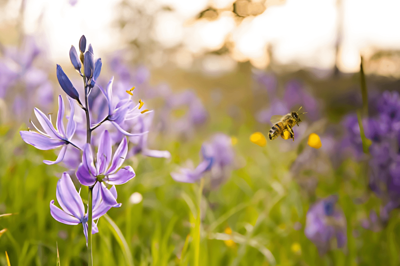 camas-flower-bee
